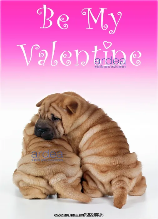 : Shar Pei Dog : Shar Pei Dog