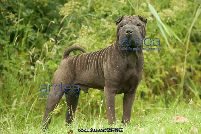 : Shar Pei Dog