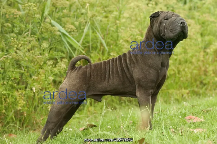  : Shar Pei Dog
