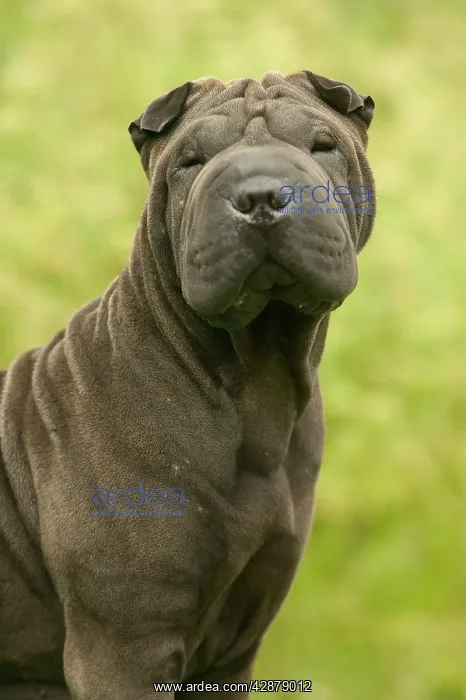  : Shar Pei Dog