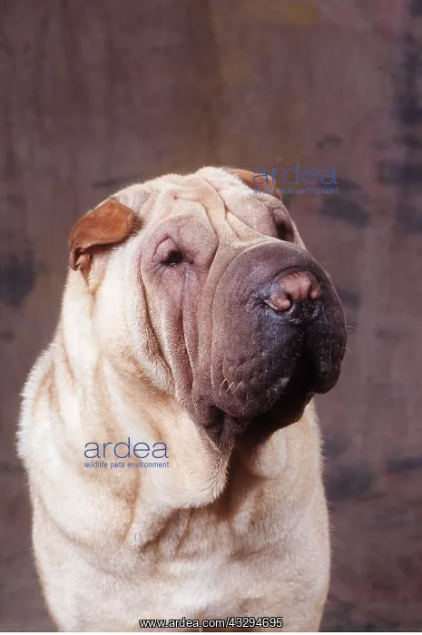: SHAR PEI DOG : SHAR PEI DOG