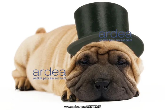  : Shar-pei Dog - in top hat