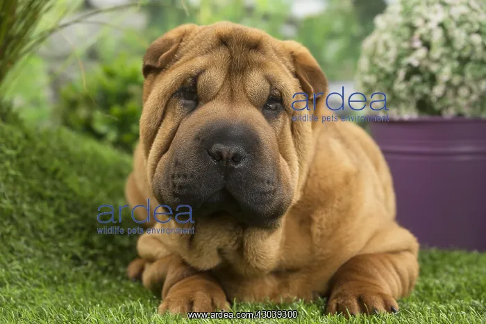  : Shar Pei Dog puppy