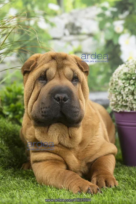  : Shar Pei Dog puppy