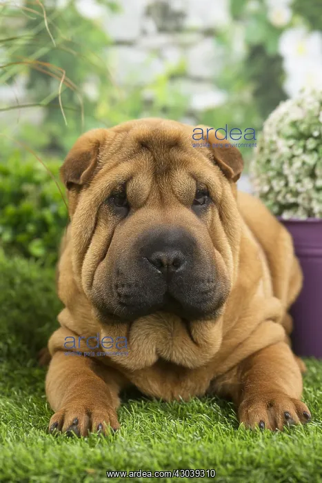  : Shar Pei Dog puppy