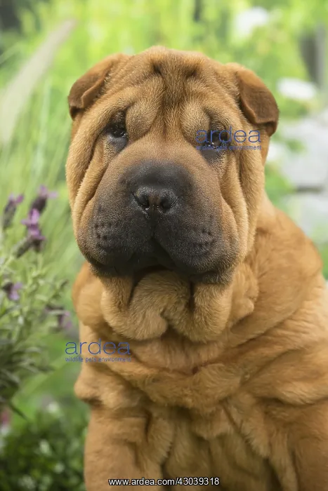  : Shar Pei Dog puppy
