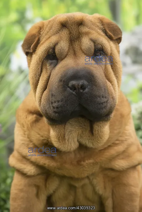  : Shar Pei Dog puppy