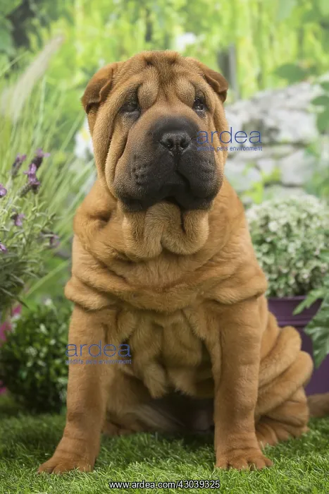  : Shar Pei Dog puppy