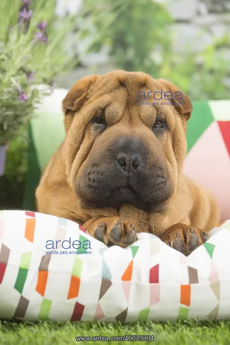  : Shar Pei Dog puppy