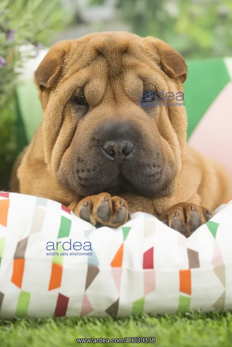  : Shar Pei Dog puppy