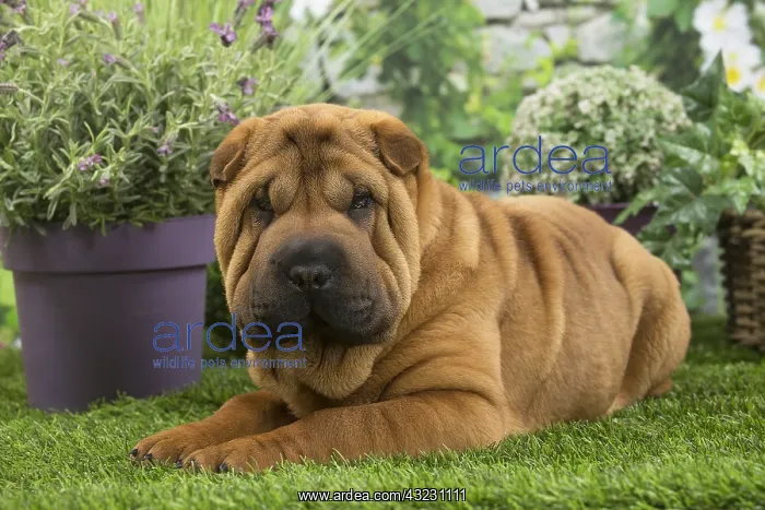  : Shar Pei Dog puppy