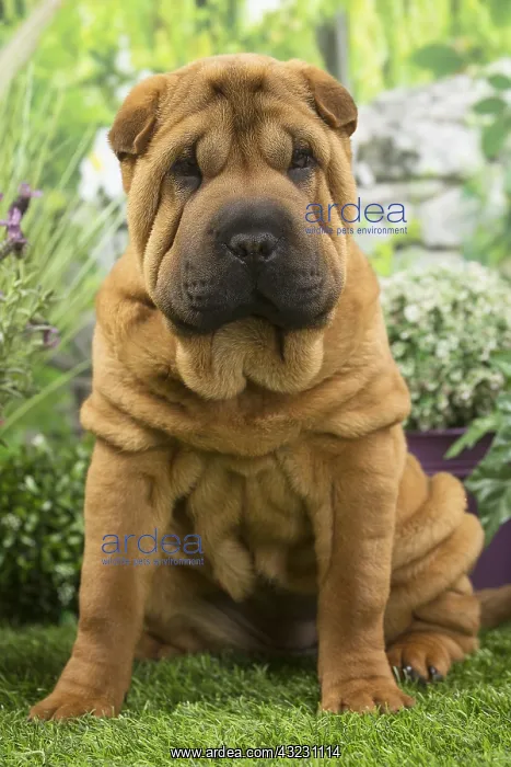  : Shar Pei Dog puppy