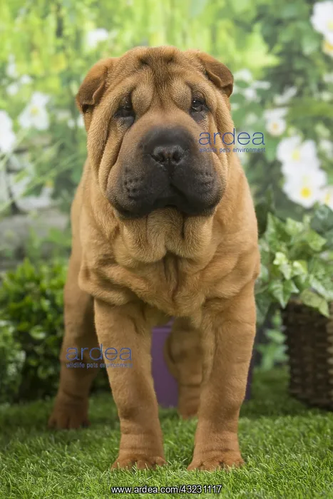  : Shar Pei Dog puppy
