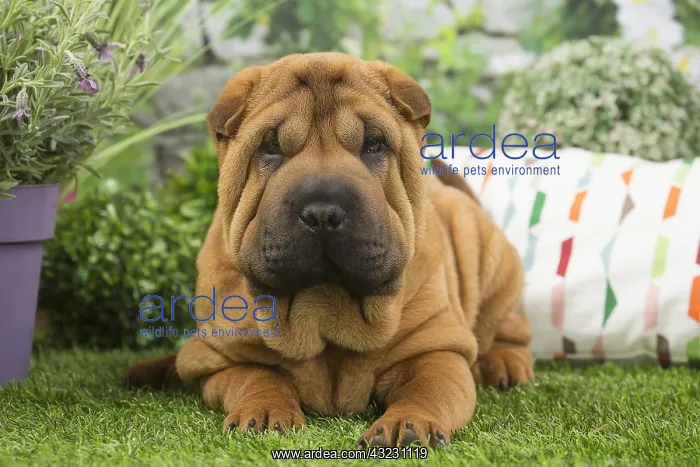  : Shar Pei Dog puppy