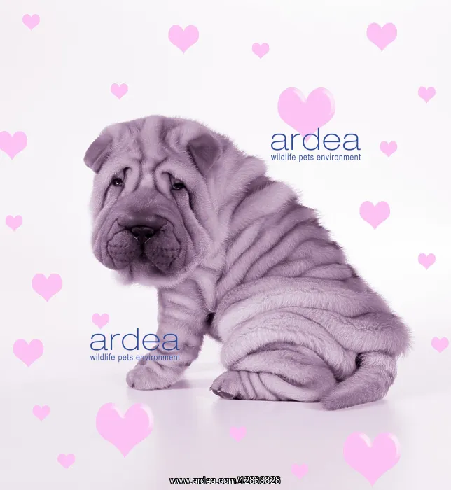 : Shar Pei Dog - Puppy sitting down : Shar Pei Dog - Puppy sitting down