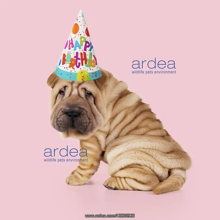 : Shar Pei Dog, Puppy sitting down wearing Happy : Shar Pei Dog, Puppy sitting down wearing Happy