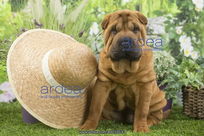  : Shar Pei Dog puppy with straw hat
