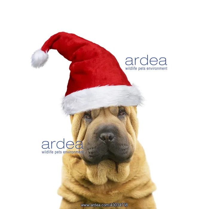  : Shar Pei Dog, puppy wearing Christmas hat