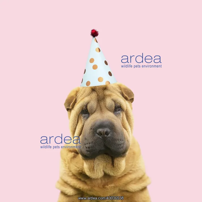  : Shar Pei Dog, puppy wearing Party hat