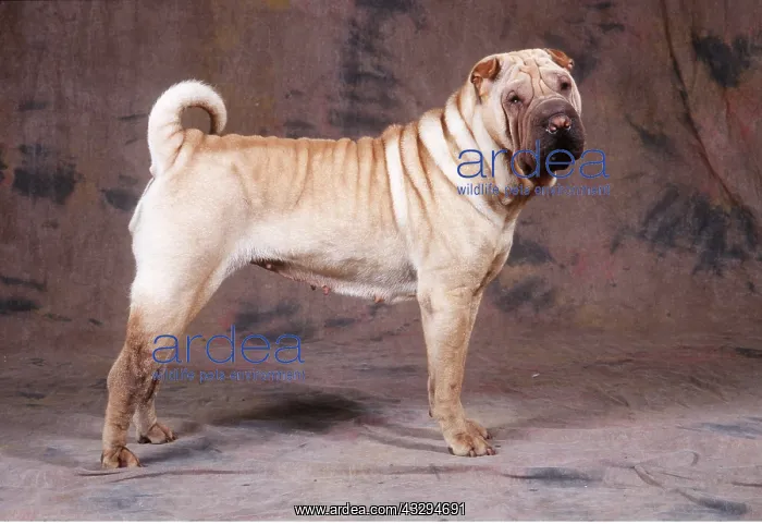 : SHAR PEI DOG - side-view : SHAR PEI DOG - side-view