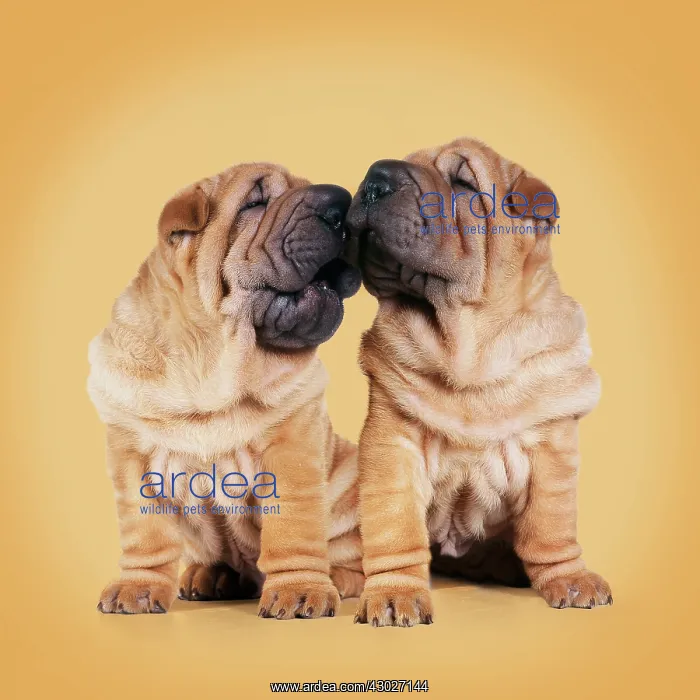 : Shar-pei Dogs, pair kissing : Shar-pei Dogs, pair kissing