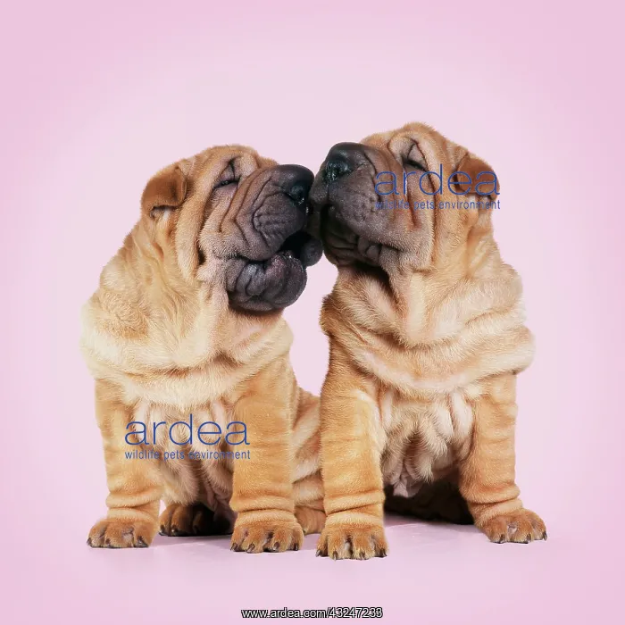 : Shar-pei Dogs, pair kissing. pink : Shar-pei Dogs, pair kissing. pink