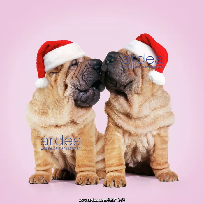 : Shar-pei Dogs, pair kissing wearing red Christmas Santa hats : Shar-pei Dogs, pair kissing wearing red Christmas Santa hats