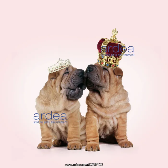 : Shar-pei Dogs, pair kissing, wearing Tiara and Crown : Shar-pei Dogs, pair kissing, wearing Tiara and Crown