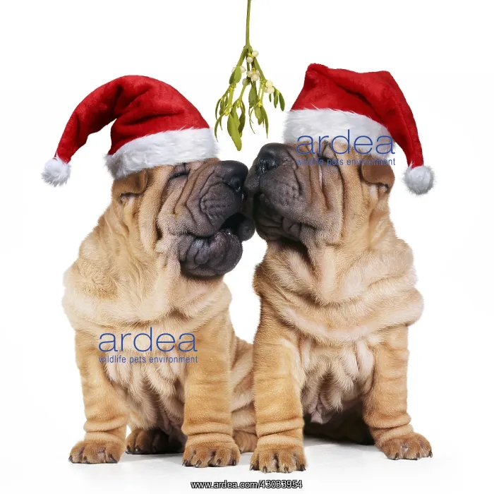 : Shar-pei Dogs, pair wearing Christmas hats kissing : Shar-pei Dogs, pair wearing Christmas hats kissing