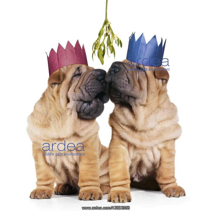 : Shar-pei Dogs, pair wearing Christmas party hats : Shar-pei Dogs, pair wearing Christmas party hats