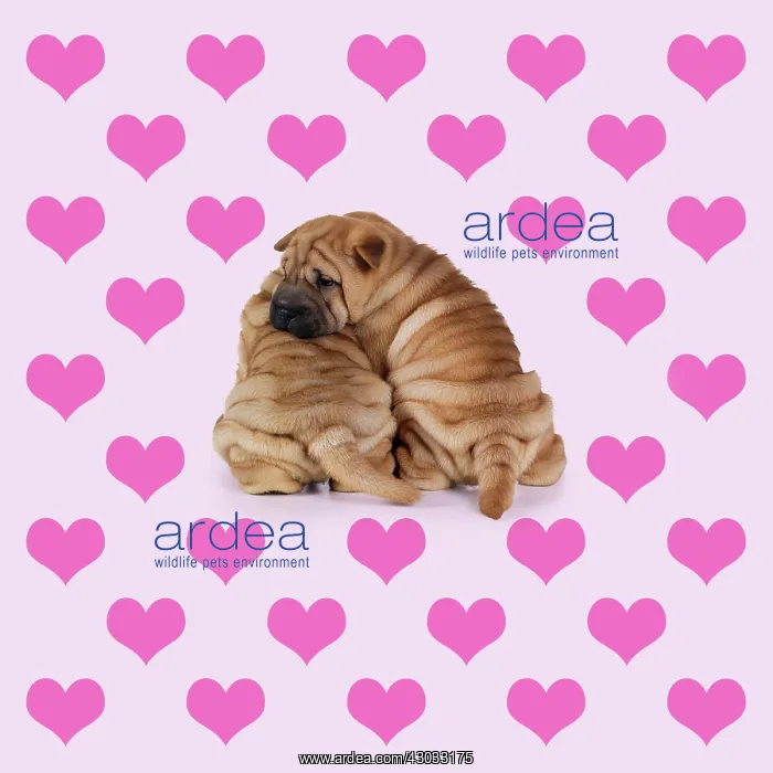  : Shar-Pei Dogs, puppies hugging on heart background