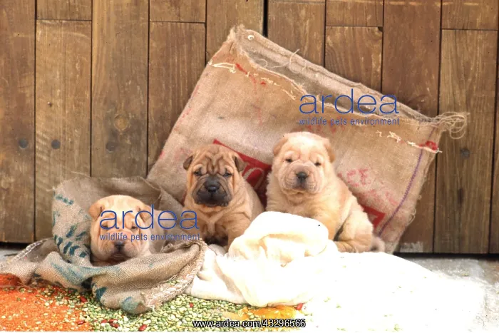 : SHAR PEI DOGS - Puppies rest on sacks : SHAR PEI DOGS - Puppies rest on sacks