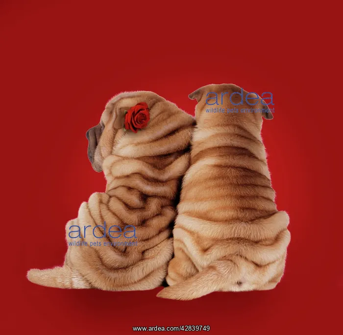 : Shar Pei Dogs - Rear view of puppies sitting down : Shar Pei Dogs - Rear view of puppies sitting down