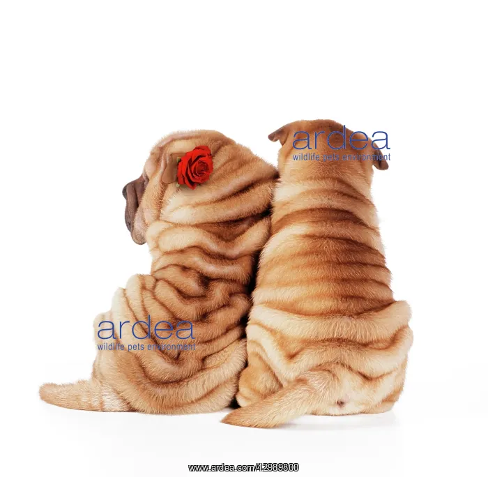 : Shar Pei Dogs - Rear view of puppies sitting down : Shar Pei Dogs - Rear view of puppies sitting down