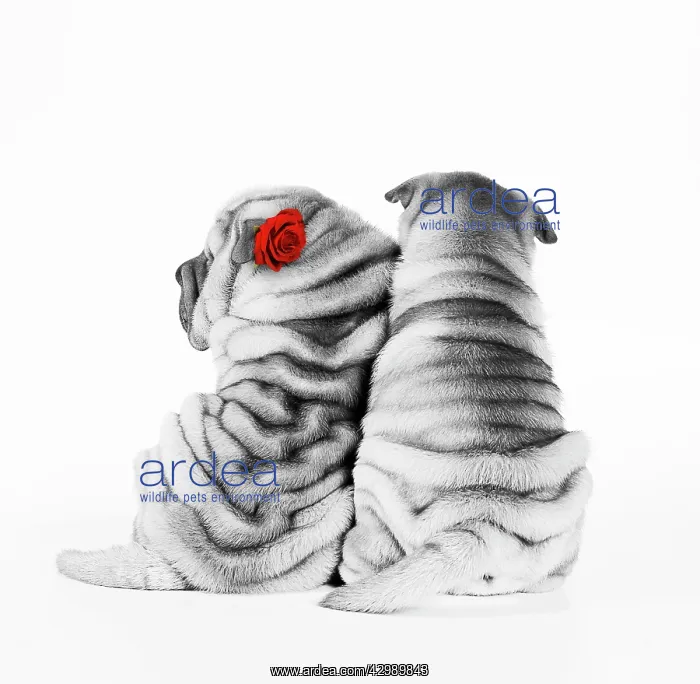 : Shar Pei Dogs - Rear view of puppies sitting down : Shar Pei Dogs - Rear view of puppies sitting down