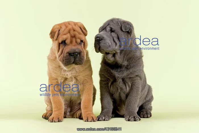 : Two Shar Pei puppies, 8 weeks, male, colours red : Two Shar Pei puppies, 8 weeks, male, colours red