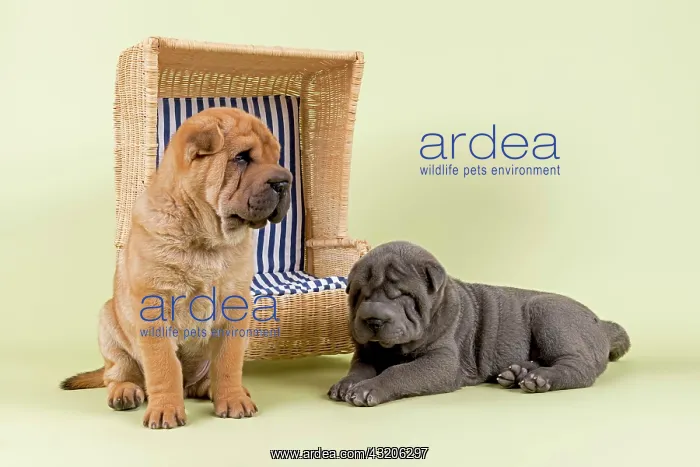 : Shar Pei puppies, 8 weeks, male, colours red and : Shar Pei puppies, 8 weeks, male, colours red and