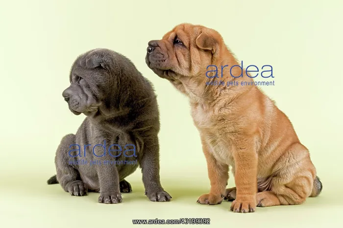 : Two Shar-Pei puppies, 8 weeks old, male, blue and : Two Shar-Pei puppies, 8 weeks old, male, blue and