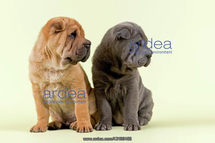 : Two Shar-Pei puppies, 8 weeks old, males, red and : Two Shar-Pei puppies, 8 weeks old, males, red and