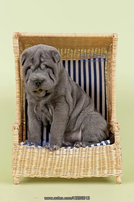  : Shar Pei puppy, 8 weeks, male, colour blue, with