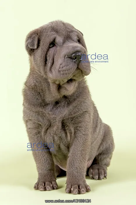 : Shar-Pei puppy, 8 weeks old, male, color blue Shar-Pei : Shar-Pei puppy, 8 weeks old, male, color blue Shar-Pei