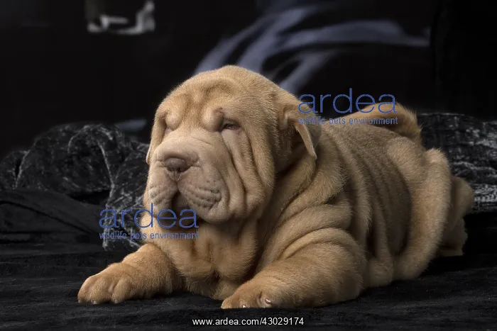  : Shar Pei puppy indoors