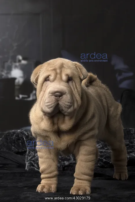  : Shar Pei puppy indoors