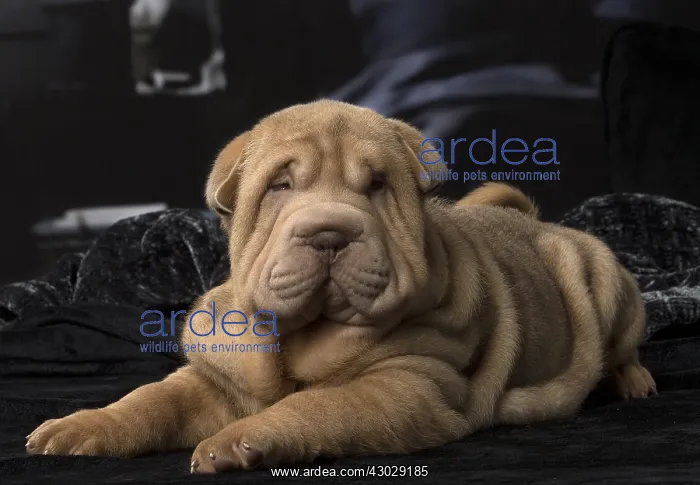  : Shar Pei puppy indoors