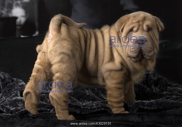  : Shar Pei puppy indoors