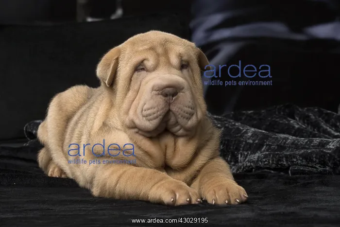  : Shar Pei puppy indoors