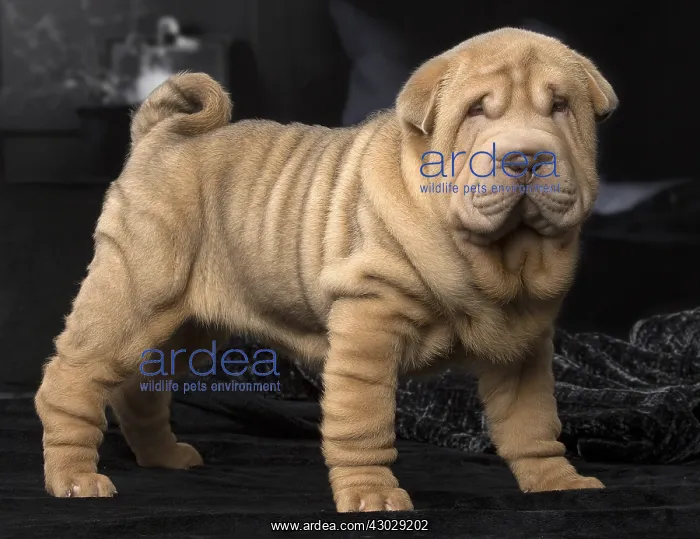  : Shar Pei puppy indoors