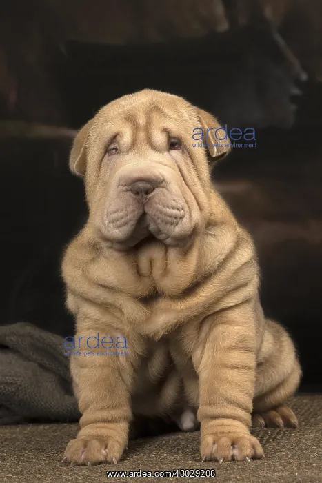  : Shar Pei puppy indoors
