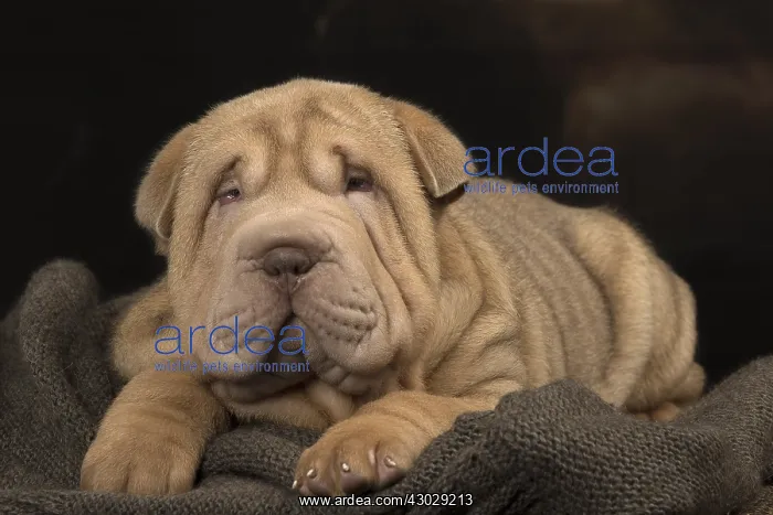 : Shar Pei puppy indoors