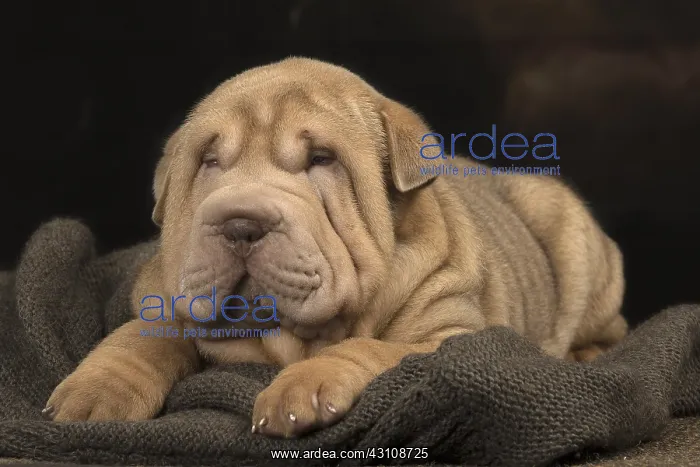  : Shar Pei puppy indoors